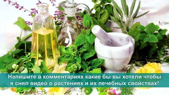 Лечебные свойства, Заготовка и Рецепты из Крапивы для крови, кожи, волос, сустав