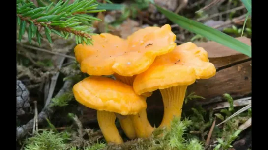 Три 🍄🍄🍄 свежих лисички - и. нет гельминтов! Cantharellus cibarius