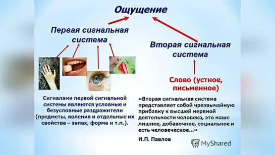 0Виды людей по теории учёных Б.Ф.Поршнева и Б.А.Диденко