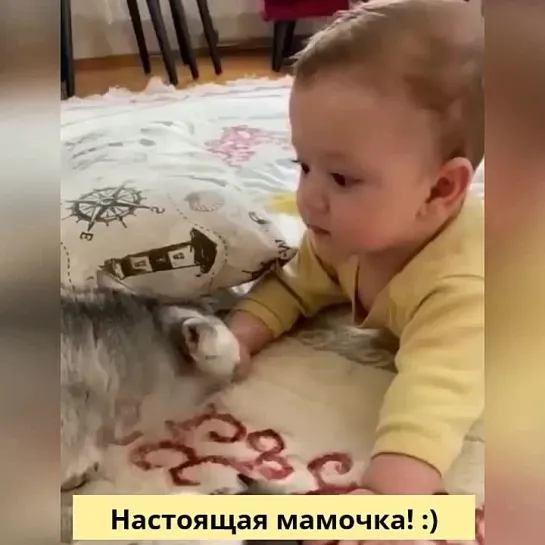 Усатый нянь😻