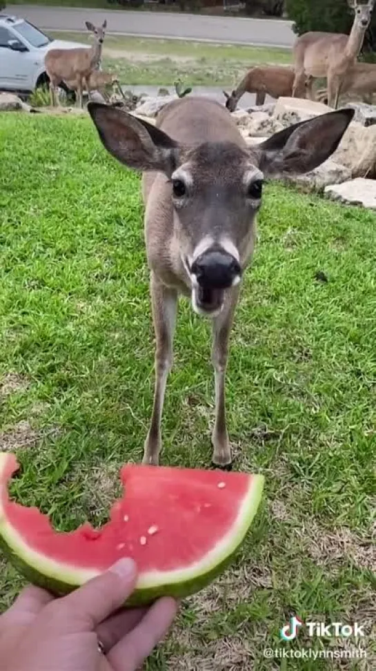 Вкусняшка 🤩