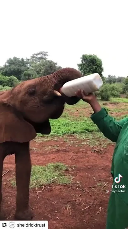 Не ходите дети в Африку гулять🐾