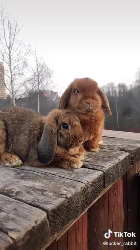 Ушастые прелести🥰