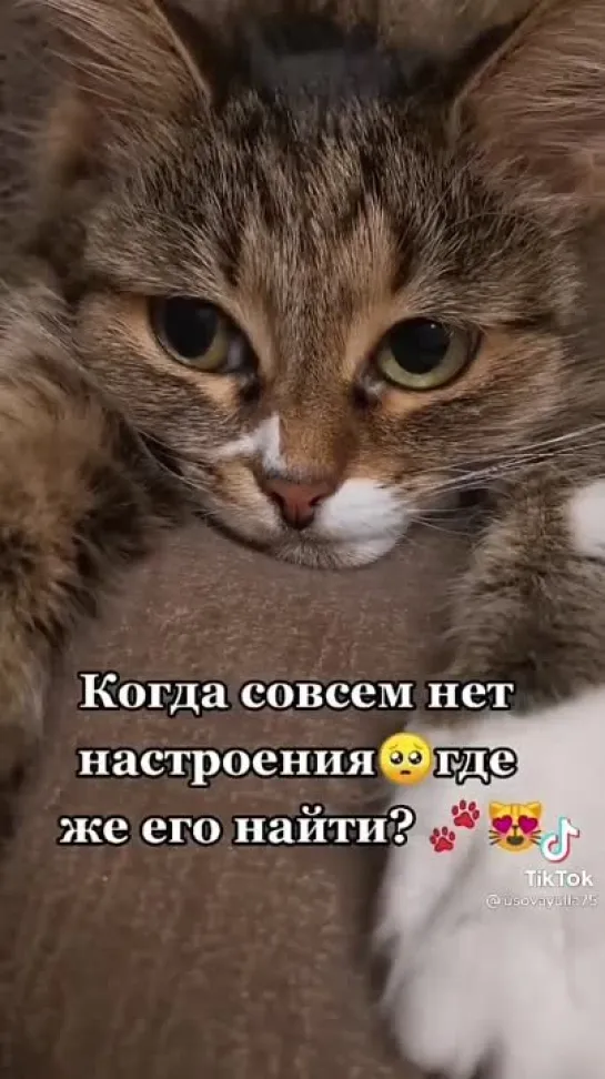 Нет настроения... 😻