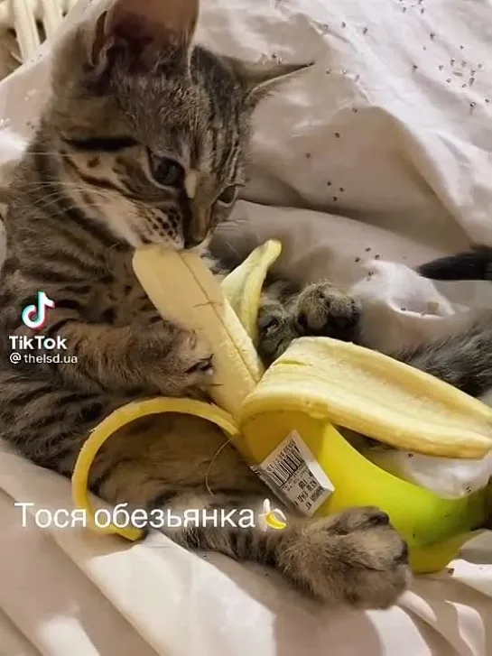 Объедение😻