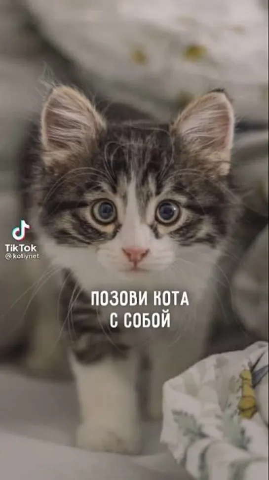 Позови кота с собой😻