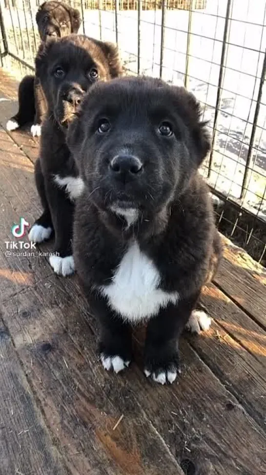 Я злой и страшный серый волк🐶