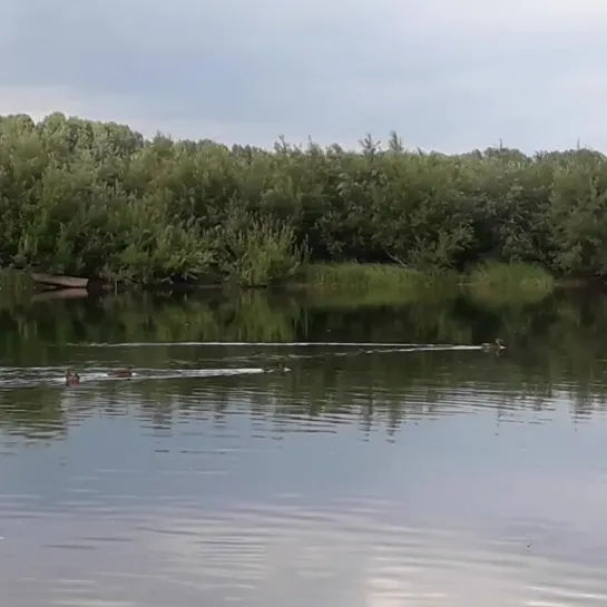 Видео от Анастасии Сакмаровой-Видмайер