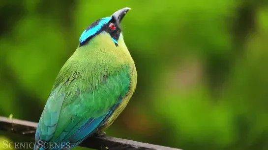 The Most Colorful Birds in 4K - Beautiful Birds Sound in the Forest _ Scenic Rel