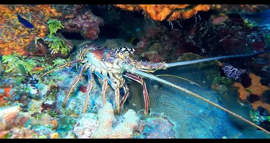 Scuba diving across the Caribbean  2022,  93 dives,  A  2 hour underwater relaxation video in 4K.