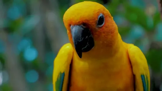 12K HDR 60FPS DOLBY VISION - COLORFUL WORLD ANIMALS - ANIMALS SOUNDS