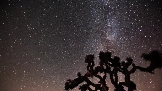 Joshua Tree Under the Milky Way