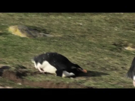 Penguin Fail