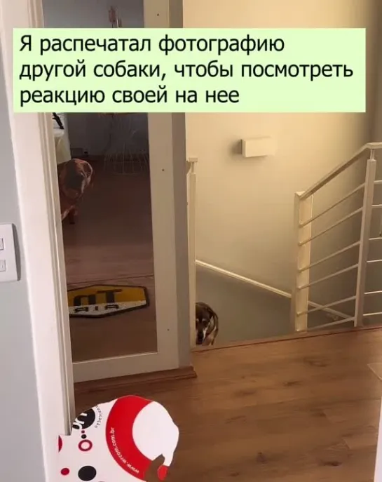 Разыграл свою собаку 🐶