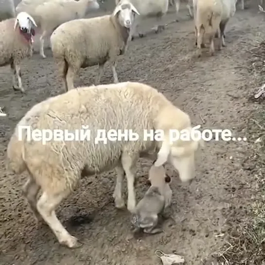 Начинающий