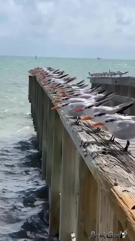 Наслаждаются морским бризом