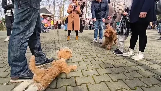 Встреча двух собачек