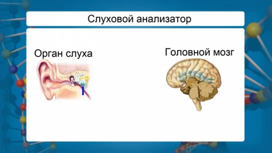 Как действуют органы чувств и анализаторы