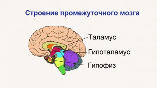 Головной мозг. Строение и функции