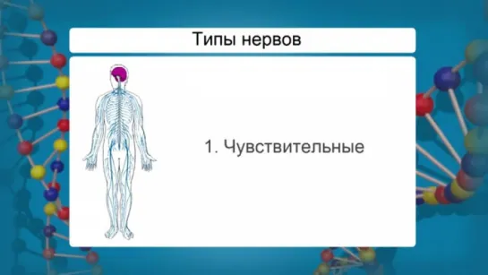 Значение, строение и функционирование нервной системы