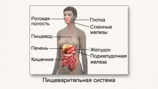 Системы органов в организме. Уровни организации