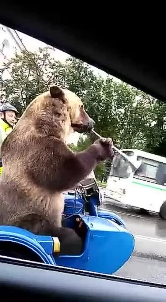 Orso scappa da Masha
Медведь сбегает от Маши