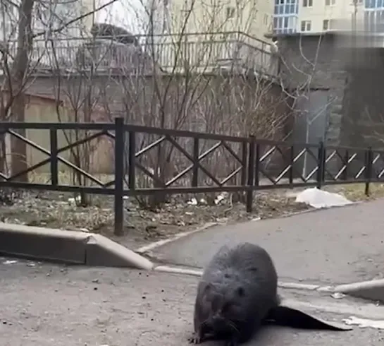 Видео от Евгения Малышева