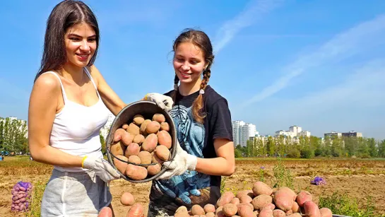 Копай, студент! Россия нашла замену мигрантам для работы в полях | пародия «Песенка Студента»