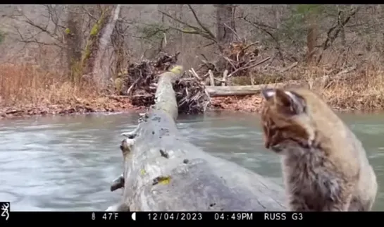 Видео от Pikabu [Видео]