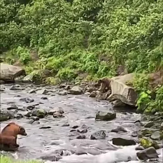 Видео от Pikabu [Видео]