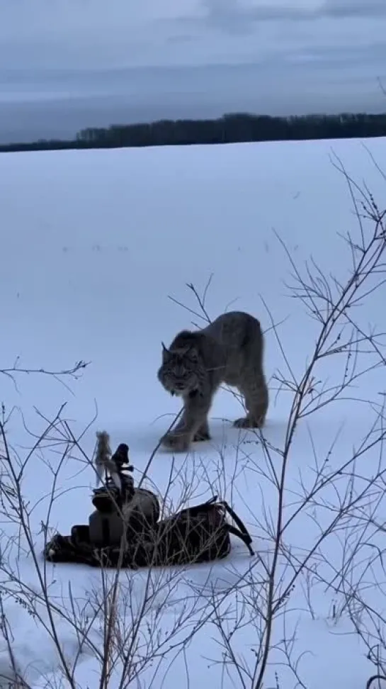 Видео от Pikabu [Видео]