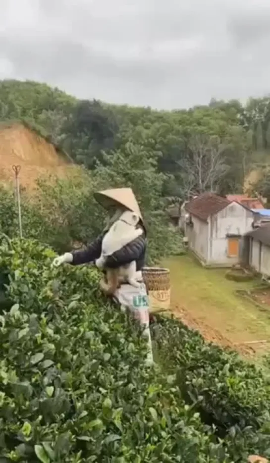 Видео от Pikabu [Видео]