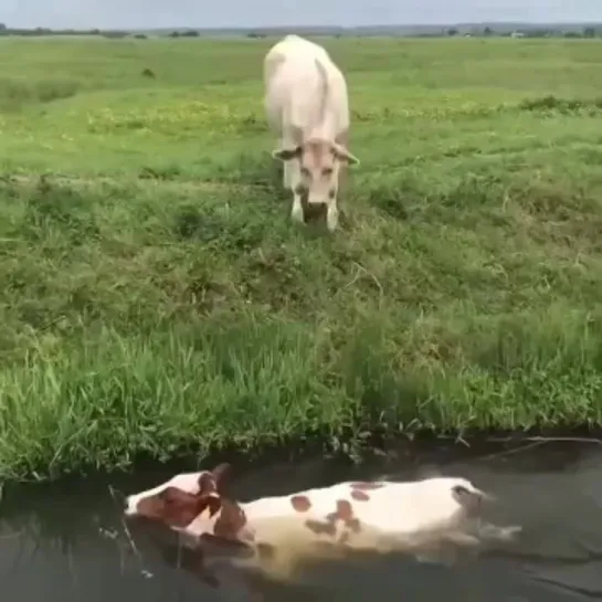 Видео от Pikabu [Видео]