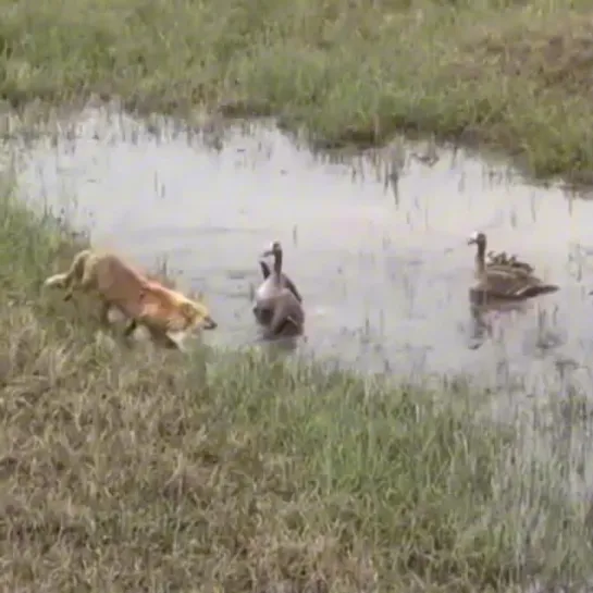 Видео от Pikabu [Видео]