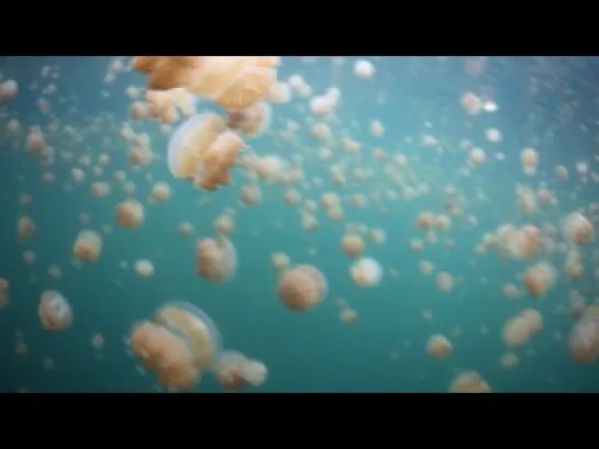 JELLYFISH LAKE