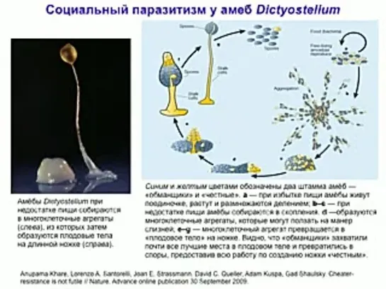 Марков А.В. Эволюционные корни добра и зла: бактерии, муравьи, человек (2010)