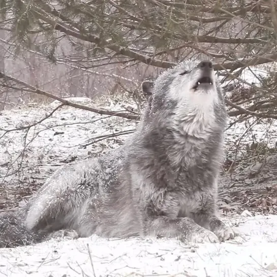 Волки воют.