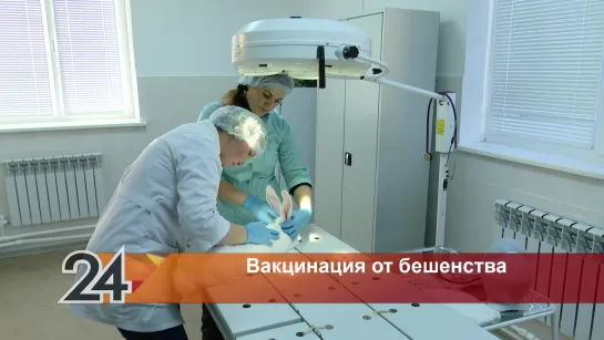 Домашних питомцев можно привести на бесплатную вакцинацию в Альметьевске