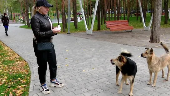 Альметьевцы написали в соцсетях, что собаки в парке Здоровье нападают на белок