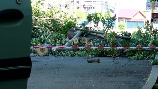 Альметьевцы не согласны с вырубкой деревьев ради новых тротуаров во дворе