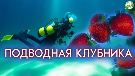 Чудеса Италии: клубника со дна моря!