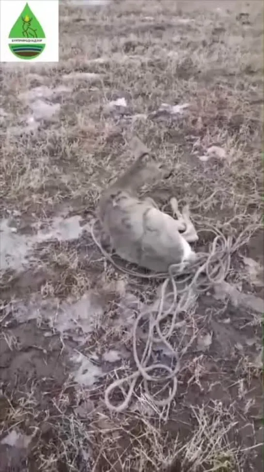 В Бурятии местные жители поймали косулю, которая забрела в населенный пункт — добродетели отпустили дикое животное