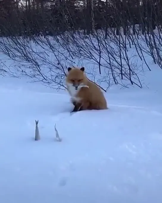 Видео от Просто о рыбалке