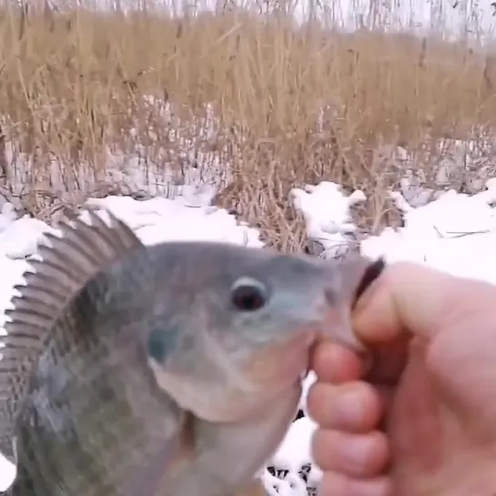 Видео от Просто о рыбалке