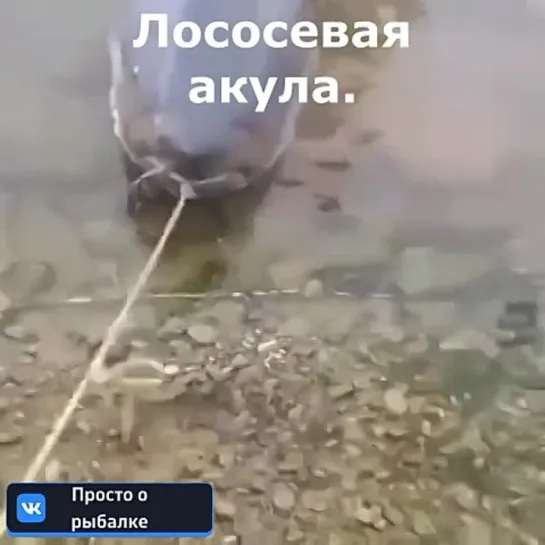 Видео от Просто о рыбалке