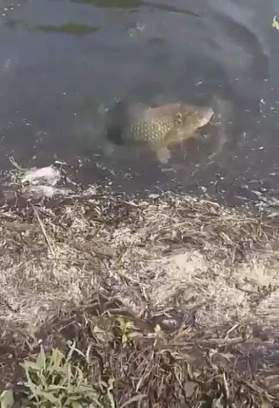 Видео от Просто о рыбалке