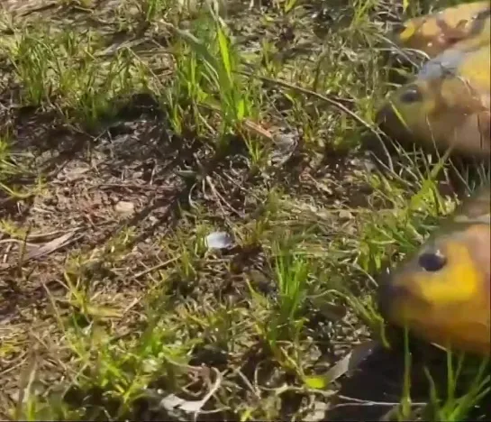 Видео от Просто о рыбалке