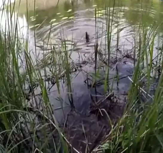 Видео от Просто о рыбалке