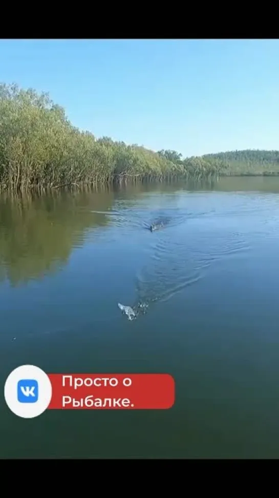 Видео от Просто о рыбалке