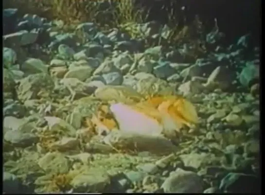 LASSIE'S_GREAT_ADVENTURE_(1963)_Eng_subs